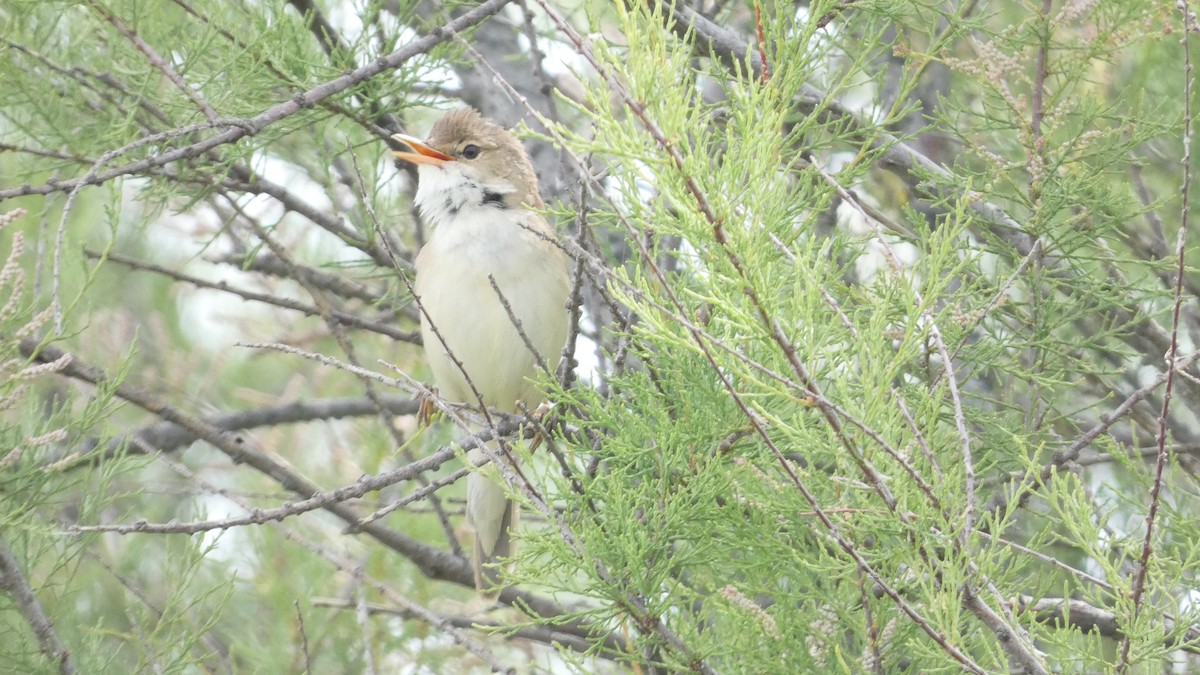 Common Reed Warbler - Juan Francisco Fernández Bravo