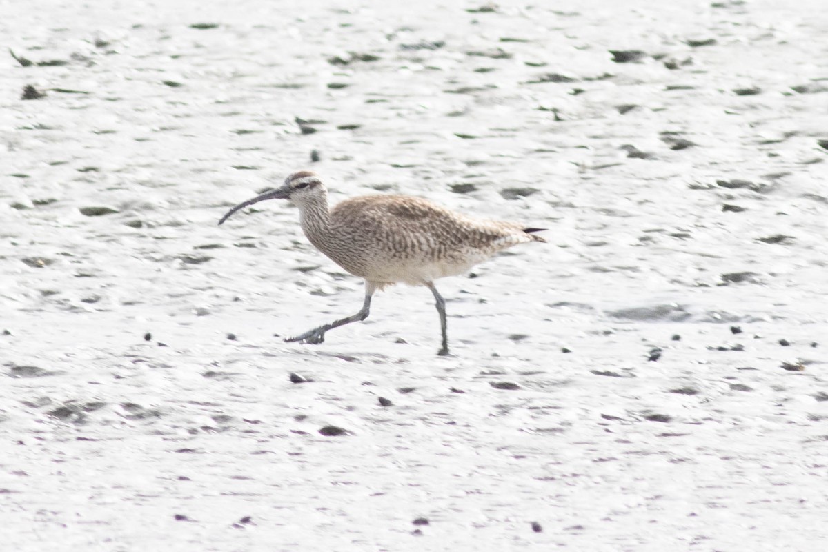 Whimbrel - ML618776225