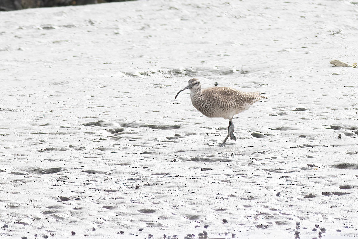 Whimbrel - ML618776227