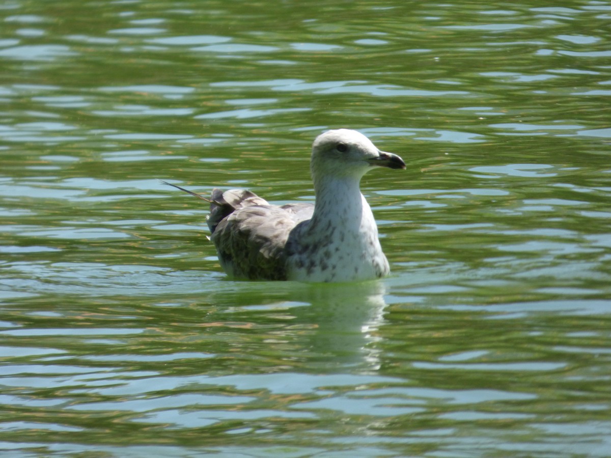 Yellow-legged Gull - Karina Ramkalawan