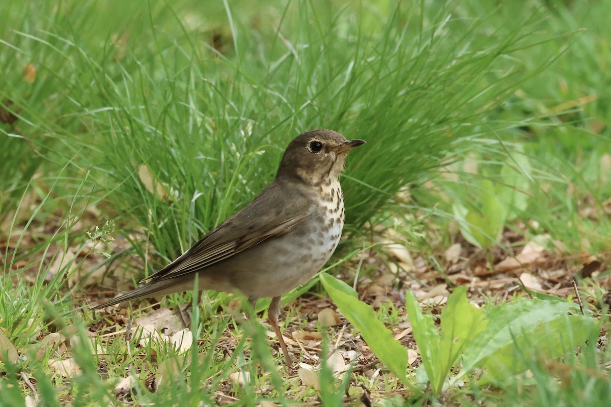 Swainson's Thrush - E R