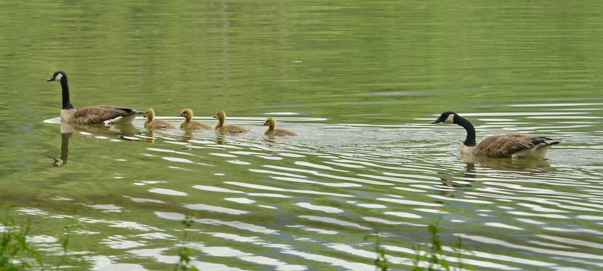 Canada Goose - ML618776241