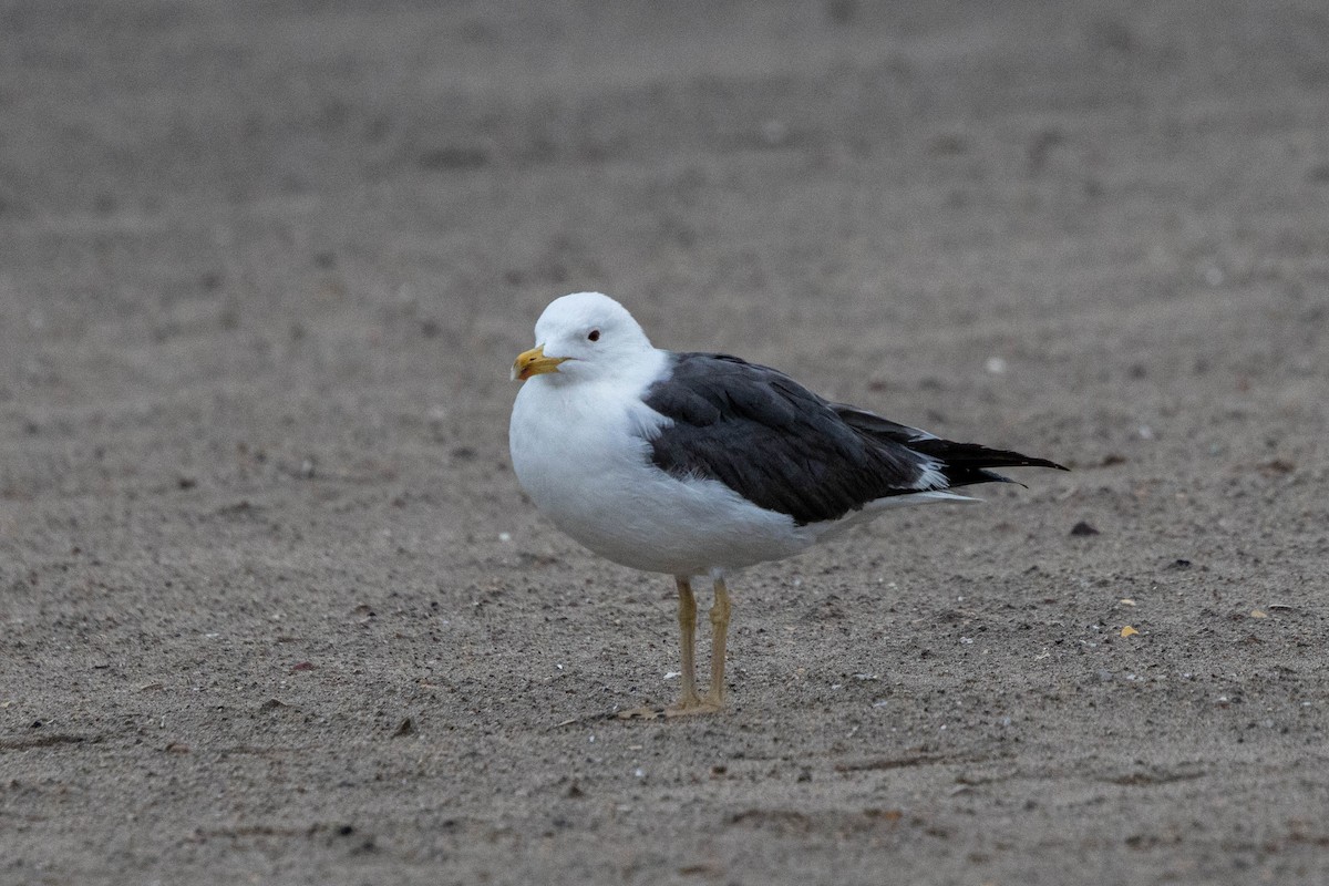 Lesser Black-backed Gull - ML618776244