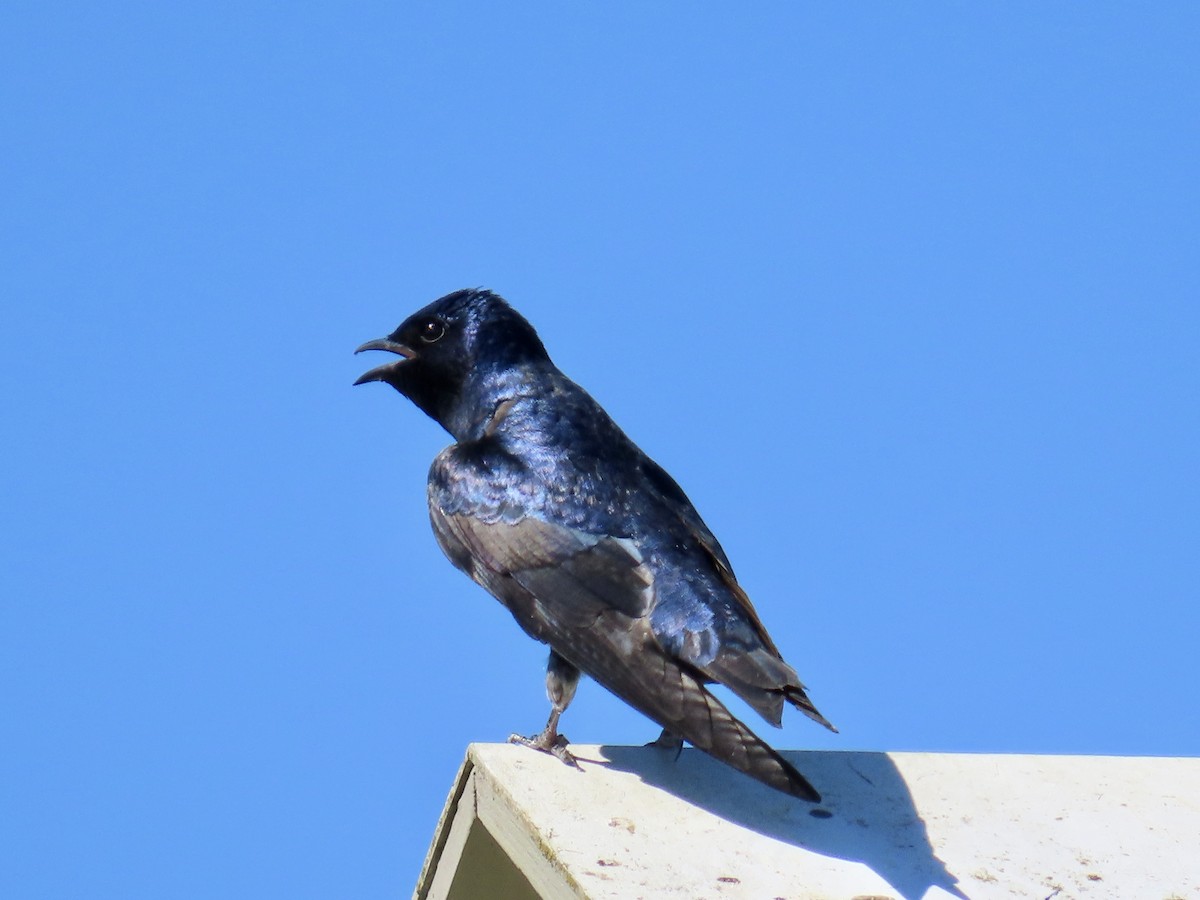 Purple Martin - Dan Mottern