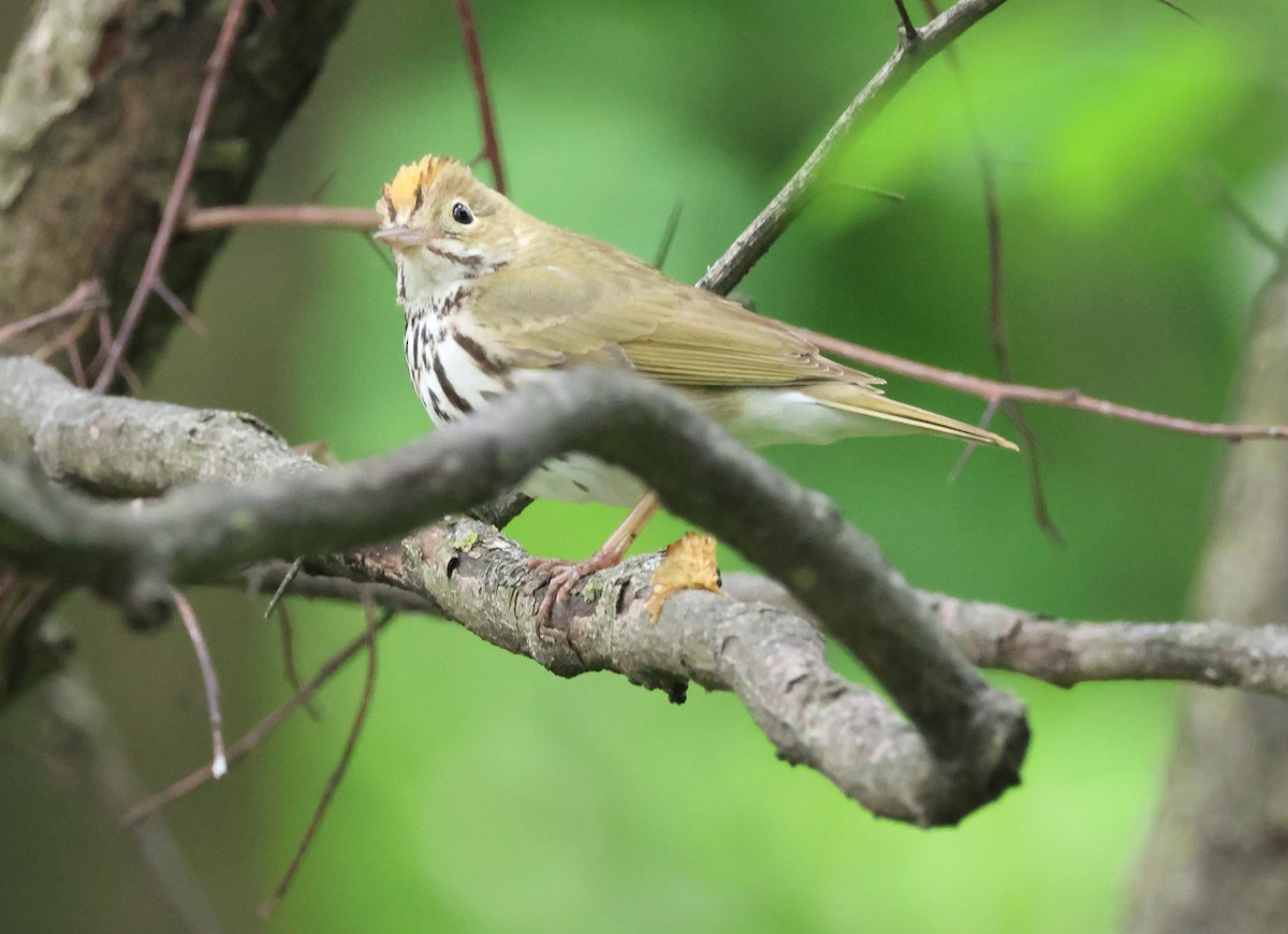 Ovenbird - Jerry Griggs