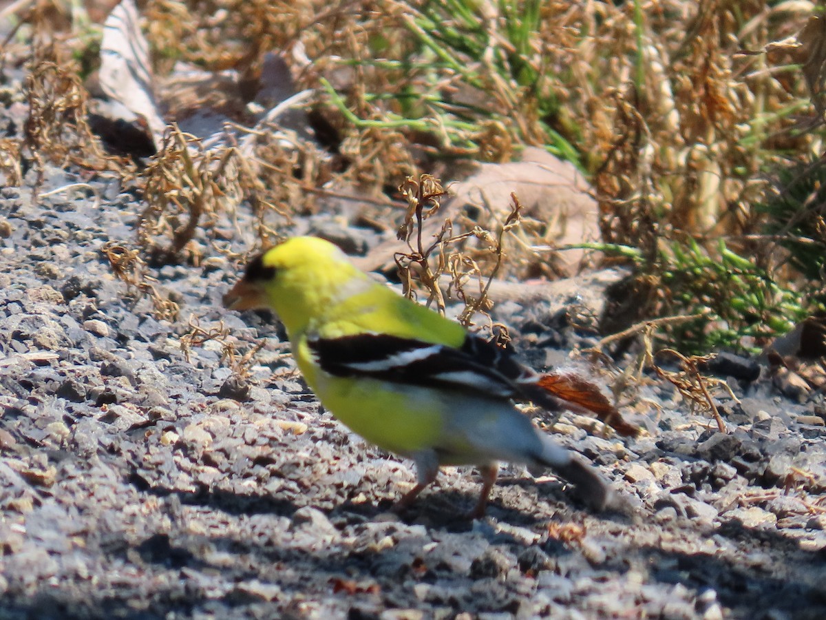 American Goldfinch - ML618776282