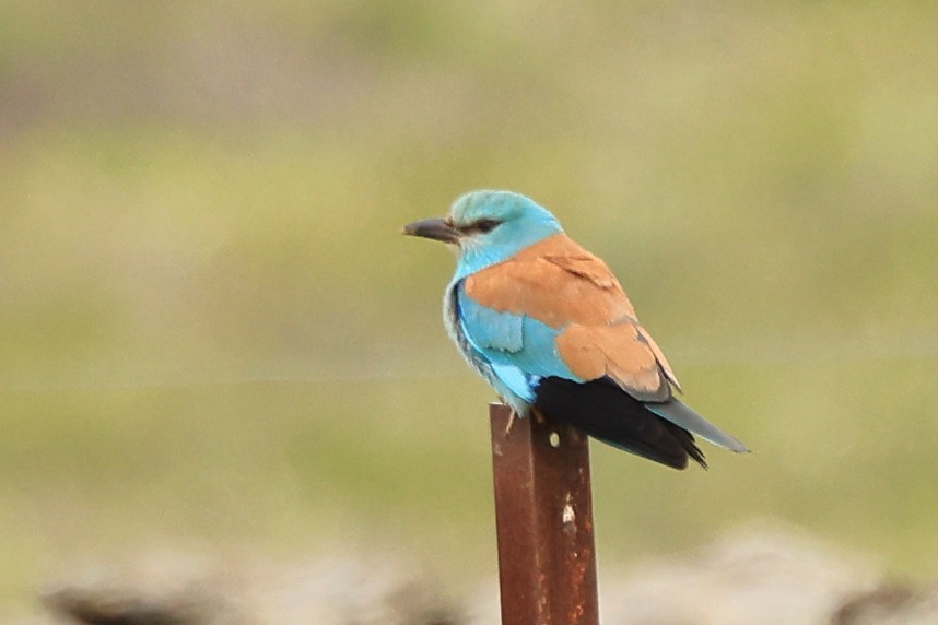 European Roller - Paul (Mac) Smith   🦅