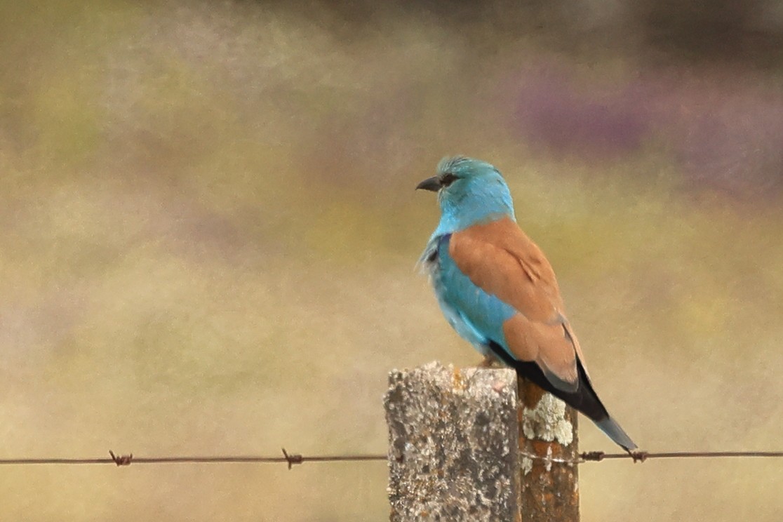 European Roller - Paul (Mac) Smith   🦅