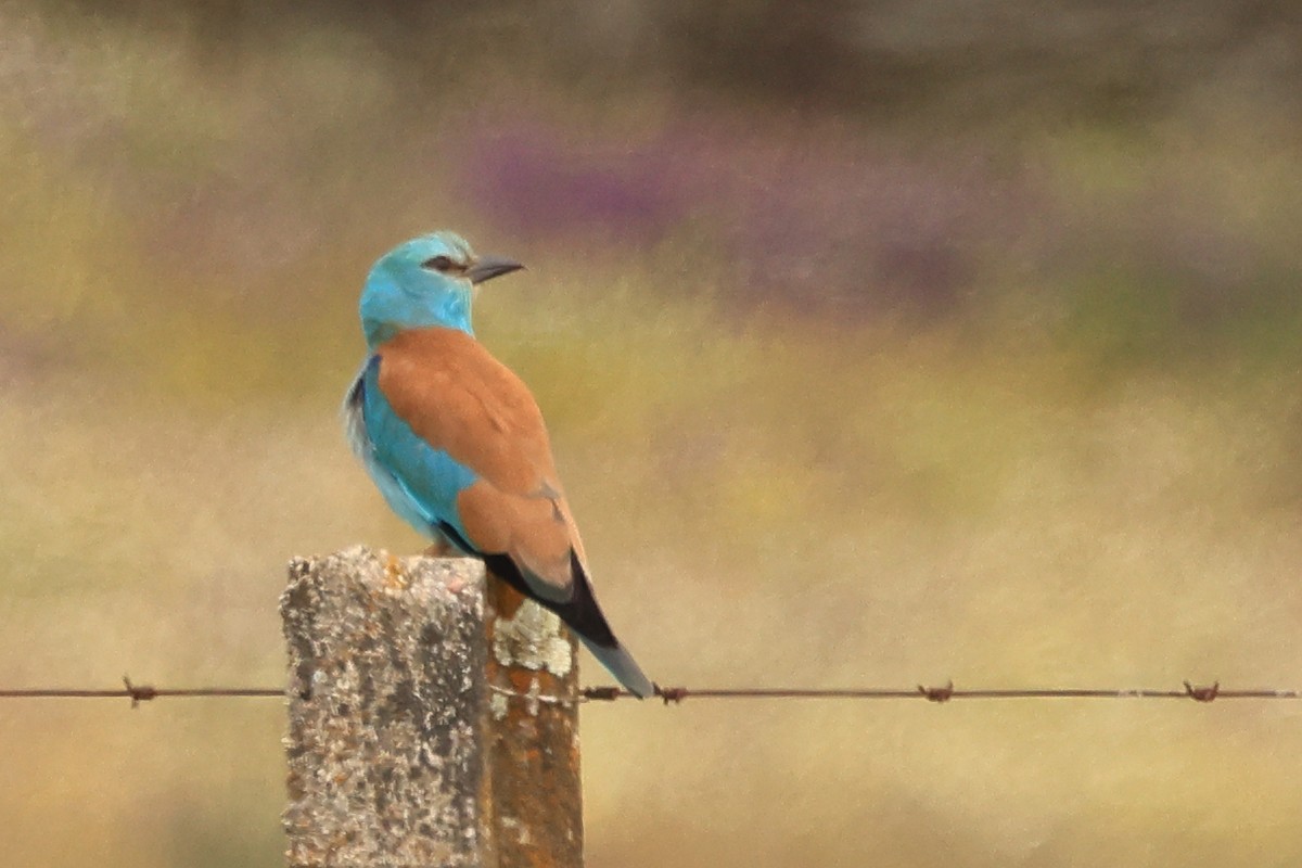 European Roller - Paul (Mac) Smith   🦅