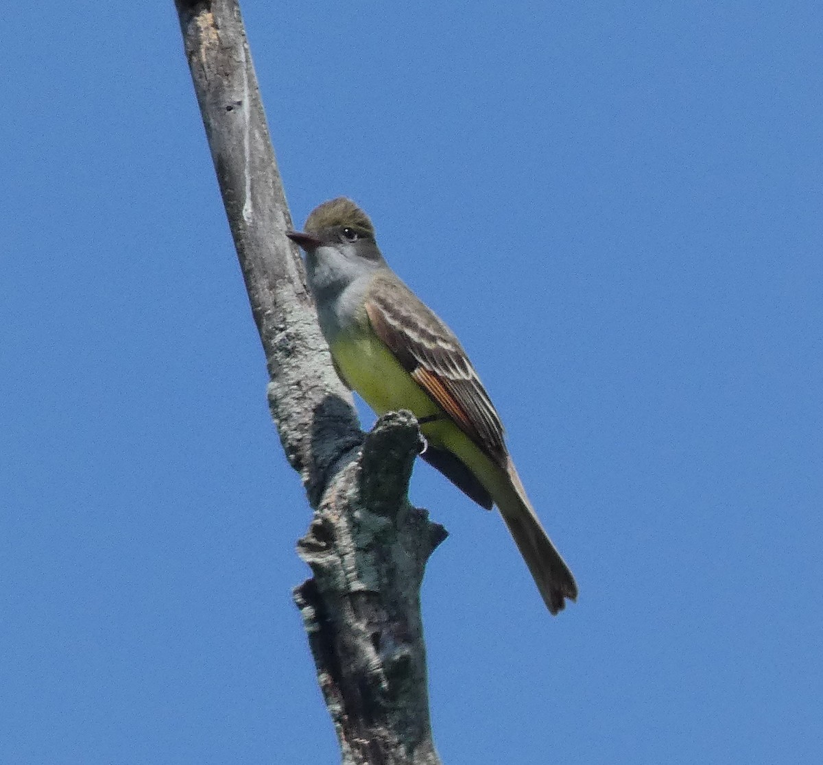 Great Crested Flycatcher - Darrell Hance