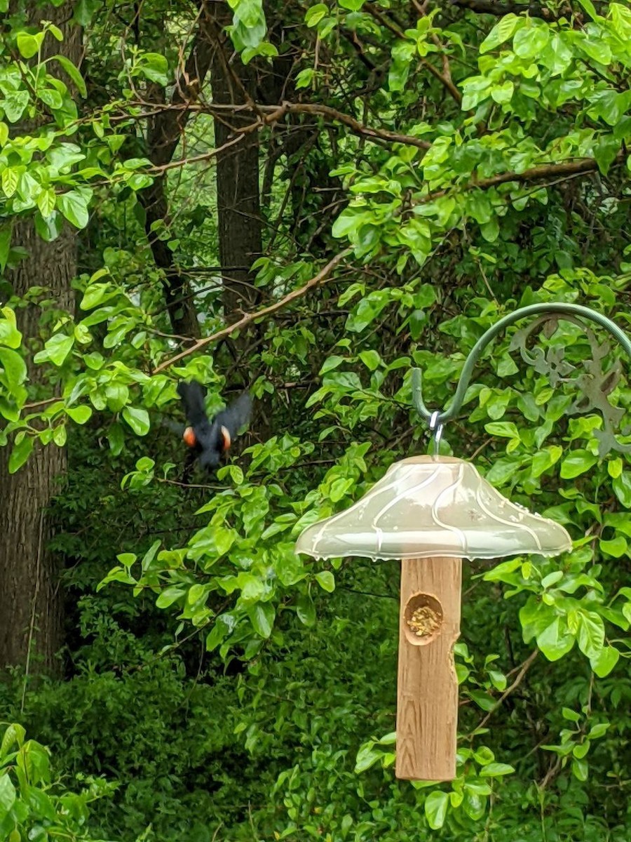 Red-winged Blackbird - Julio Araque