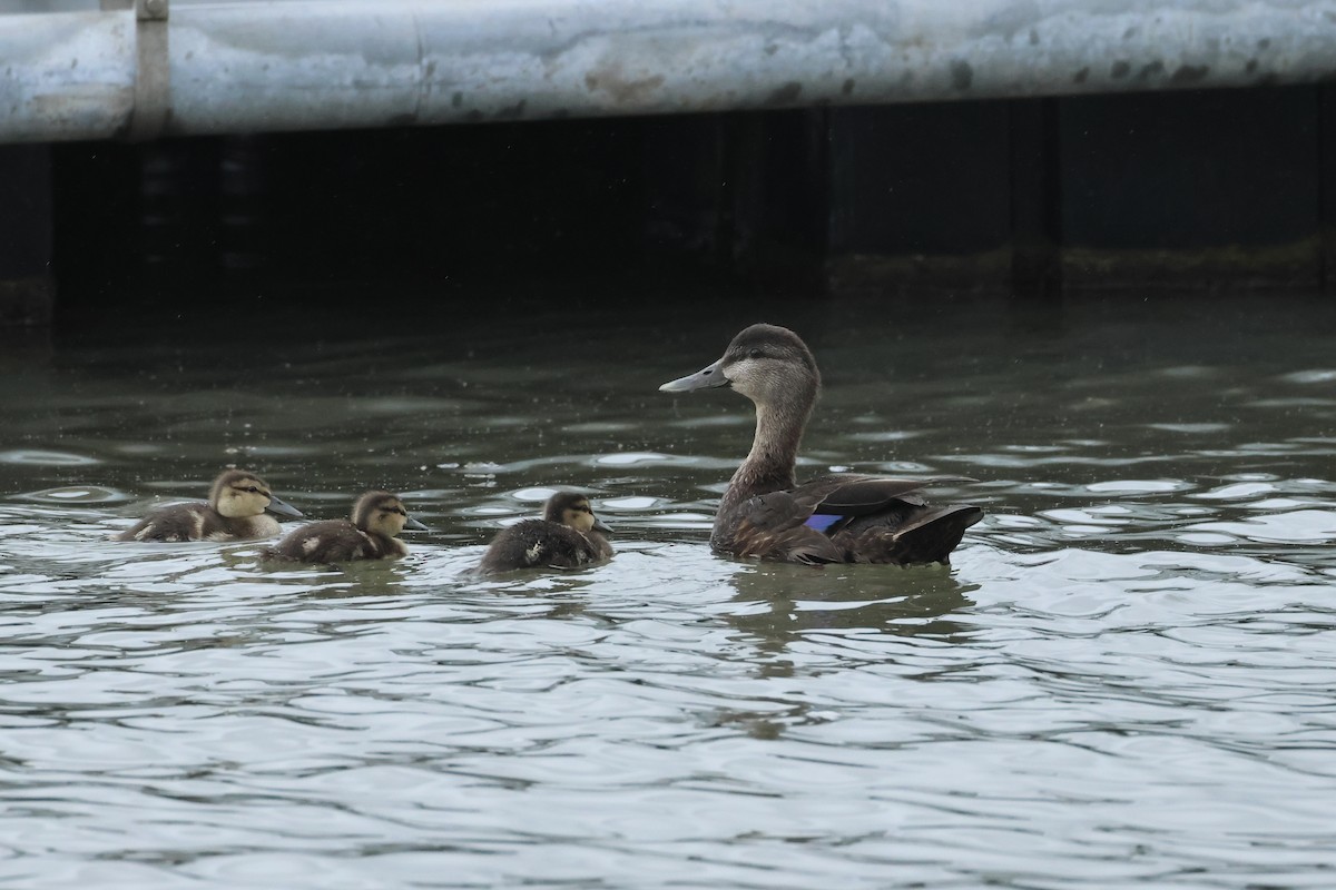 American Black Duck - E R