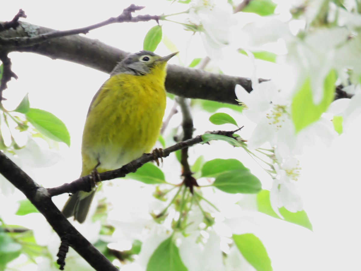 Nashville Warbler - Jim Mead