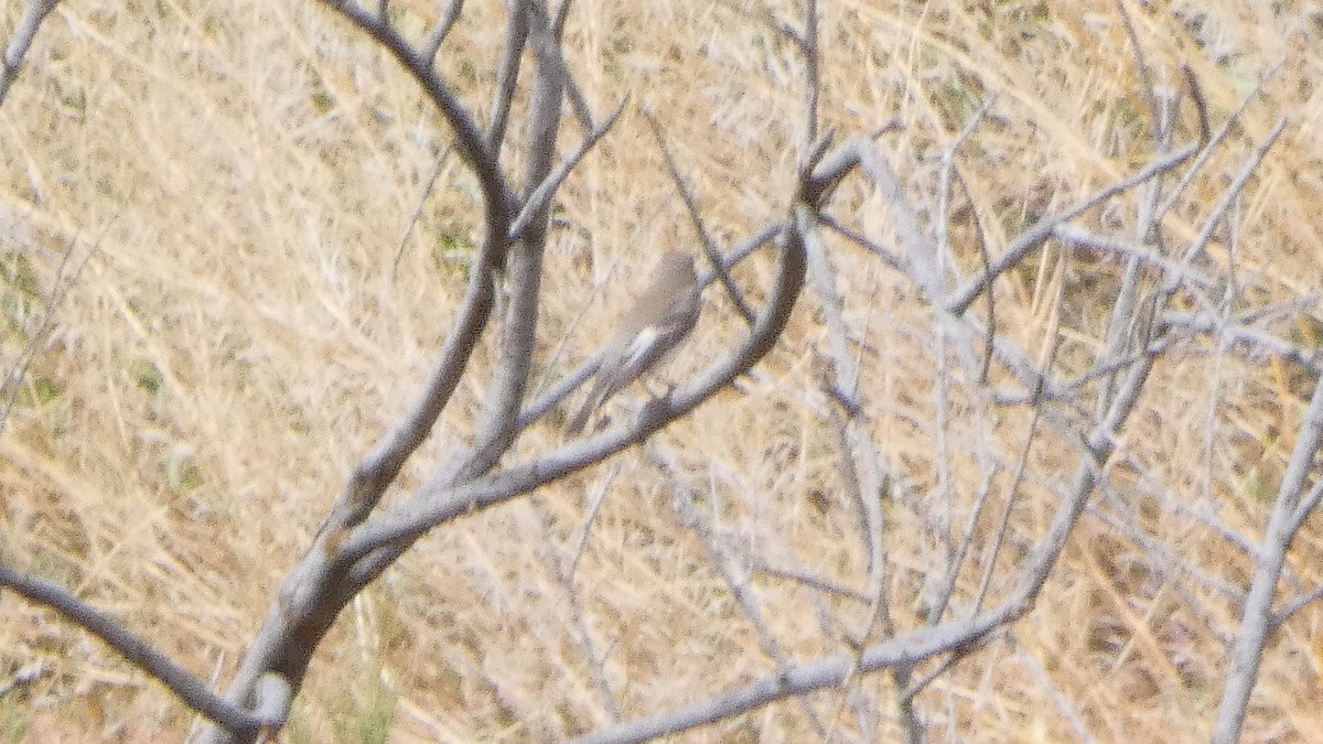 Common Reed Warbler - ML618776385