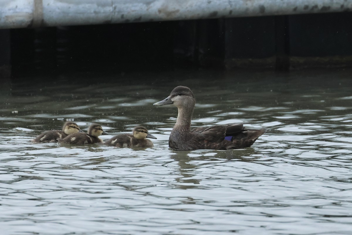 American Black Duck - E R