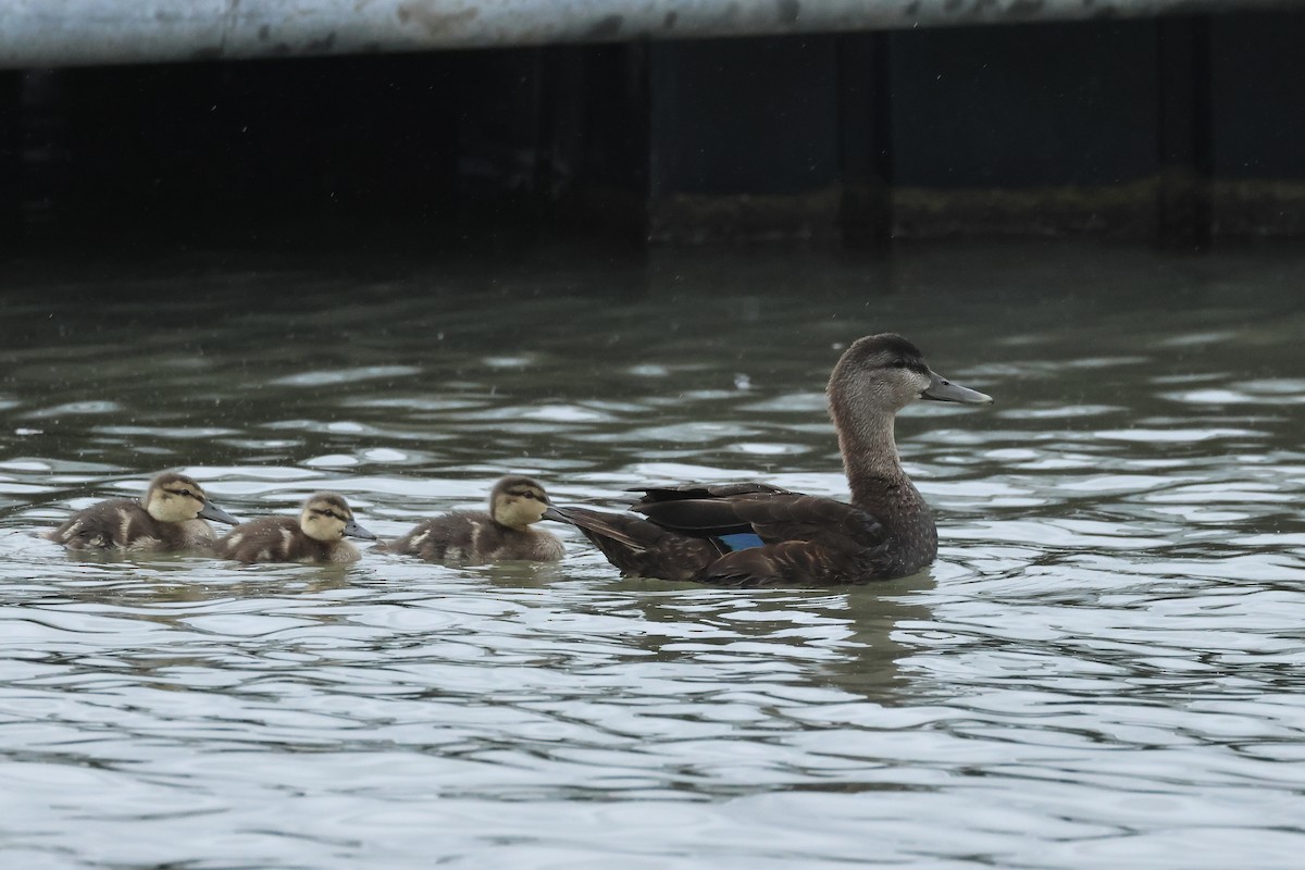 American Black Duck - E R