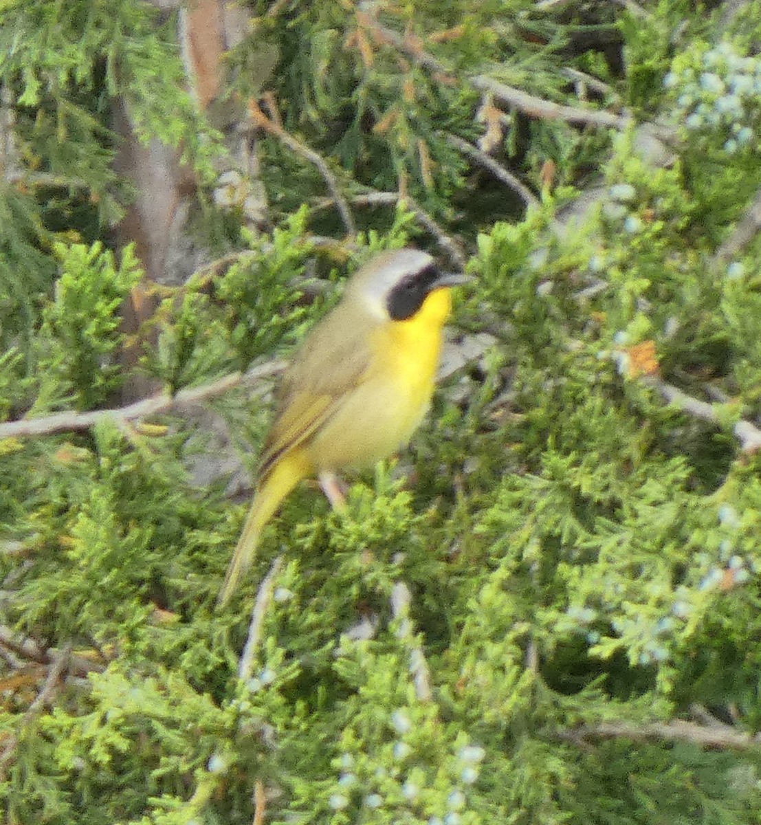 Common Yellowthroat - Darrell Hance