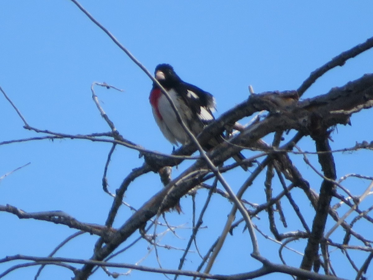 Rose-breasted Grosbeak - Ken Dayer