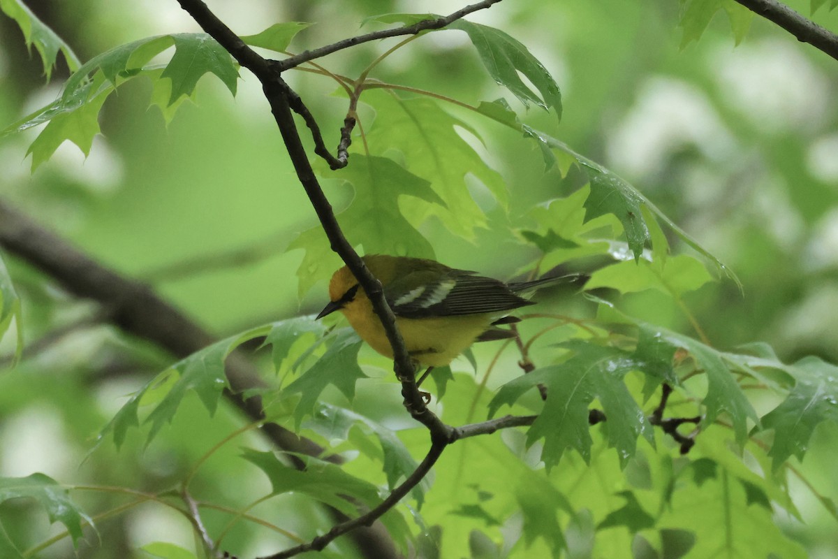 Blue-winged Warbler - E R