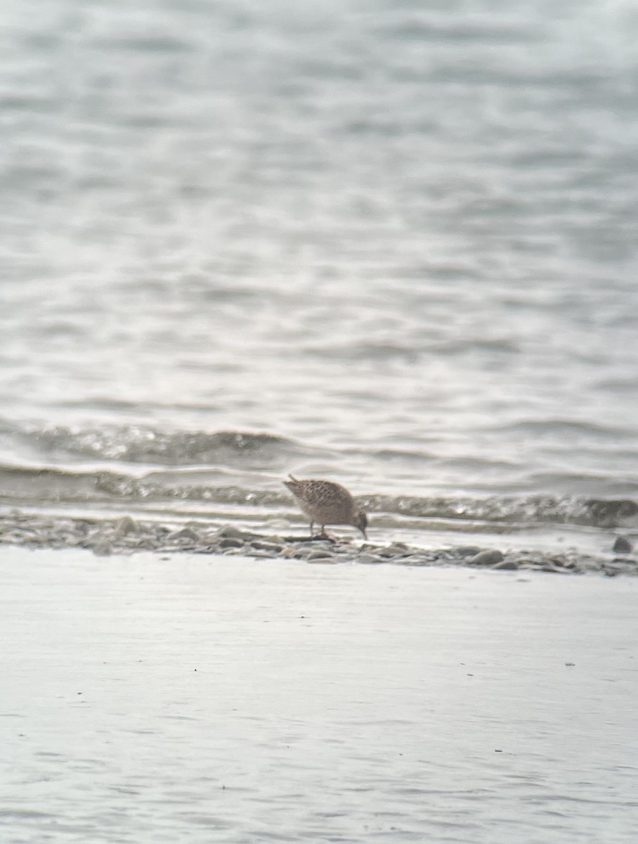 Short-billed Dowitcher - Ann Mitchell