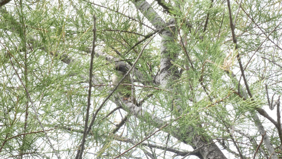 Sardinian Warbler - ML618776430