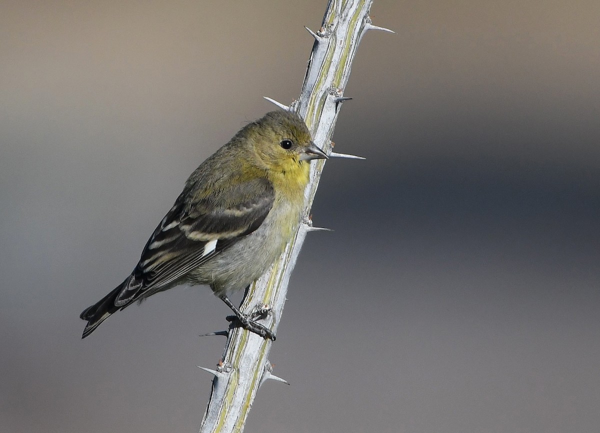 Lesser Goldfinch - David Beaudette