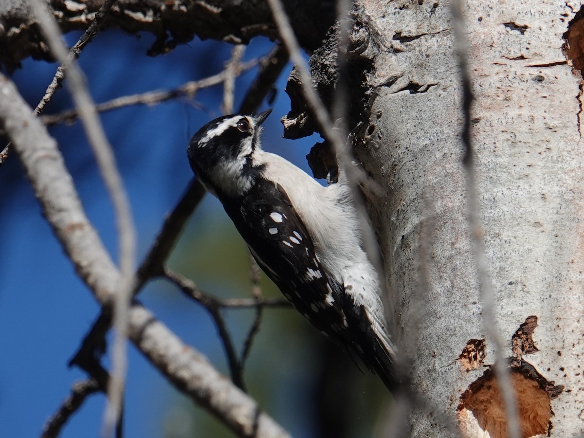 Downy Woodpecker - Steve Kornfeld