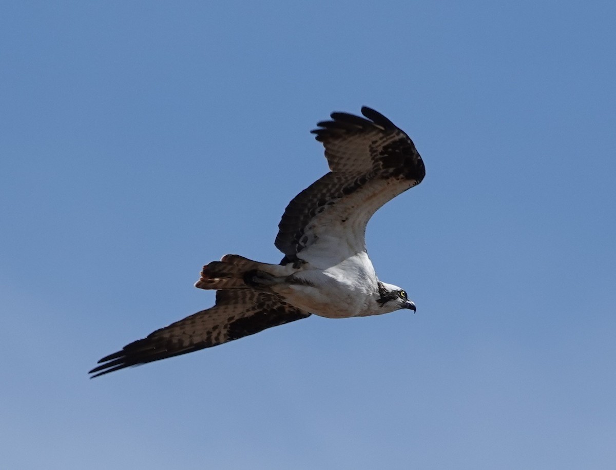 Osprey - Patricia Sowinski