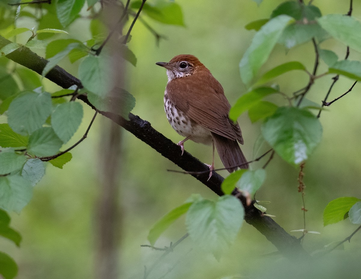 Wood Thrush - ML618776473