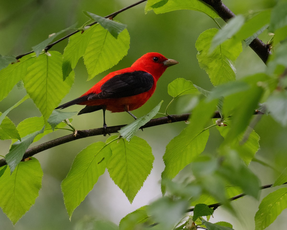 Scarlet Tanager - Tom Warren