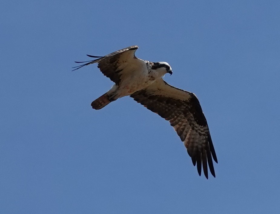 Osprey - Patricia Sowinski