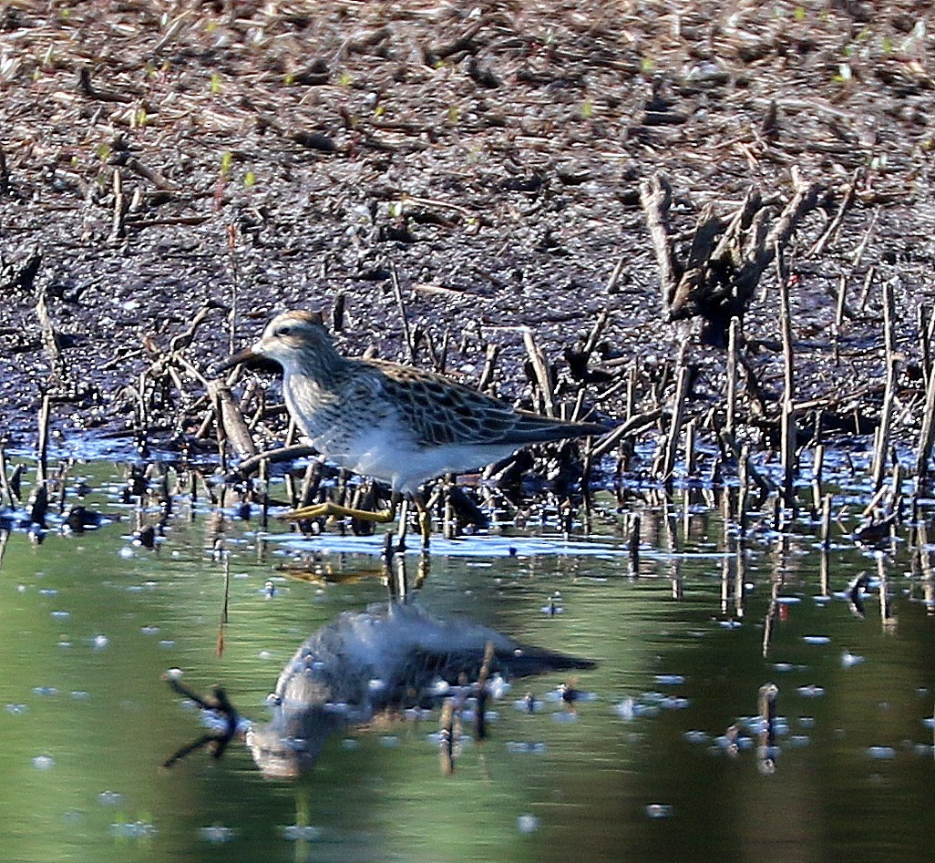 Pectoral Sandpiper - Mike Fung