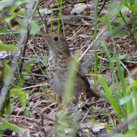 Gray-cheeked Thrush - ML618776513