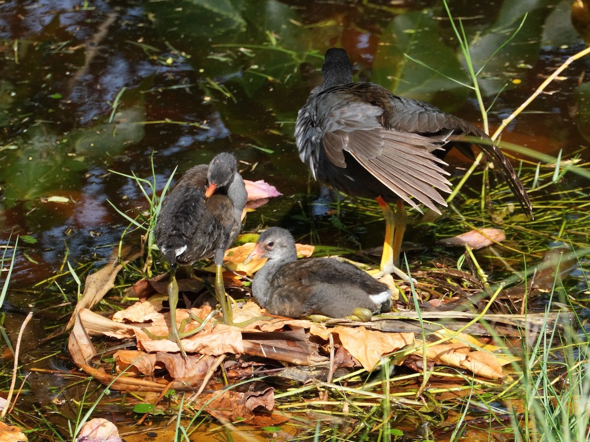 Common Gallinule (Hawaiian) - ML618776554