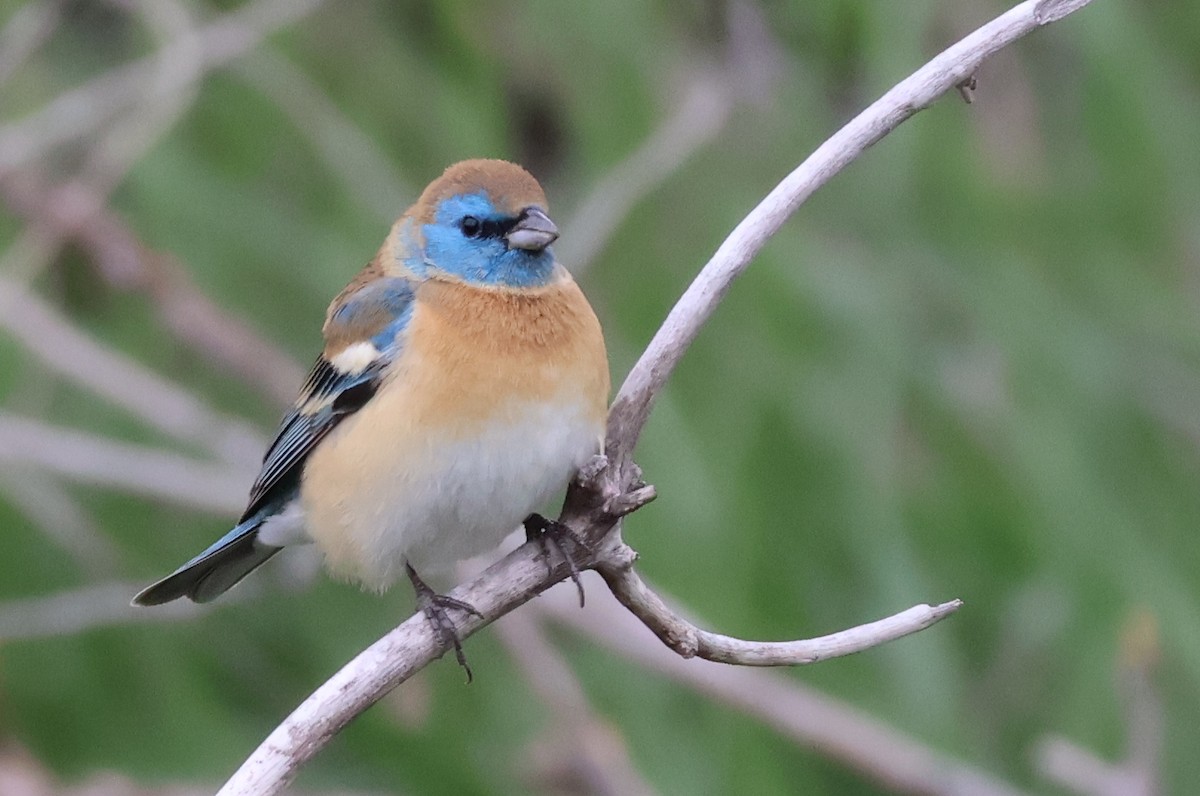 Lazuli Bunting - Scott Shaum