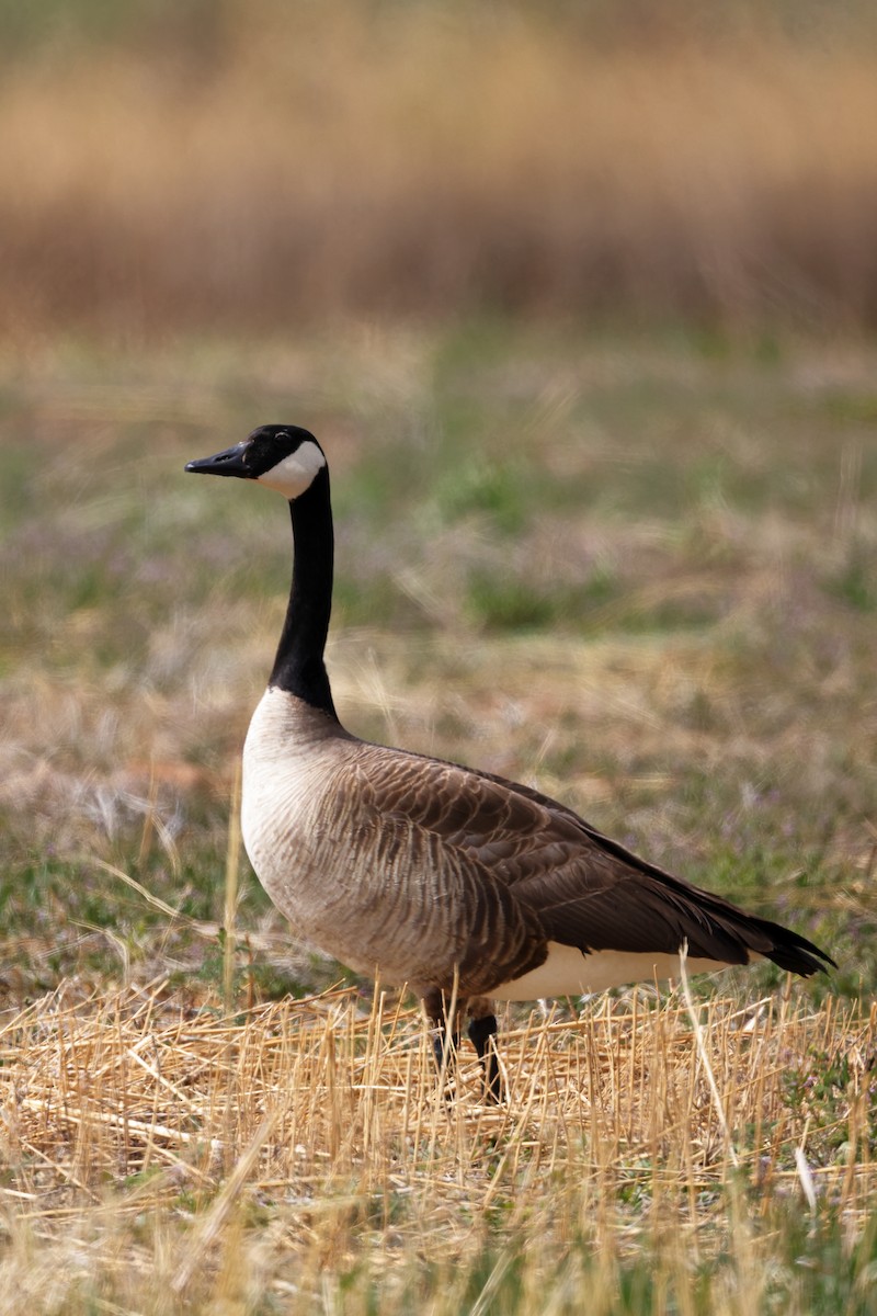 Canada Goose - Tory Mathis