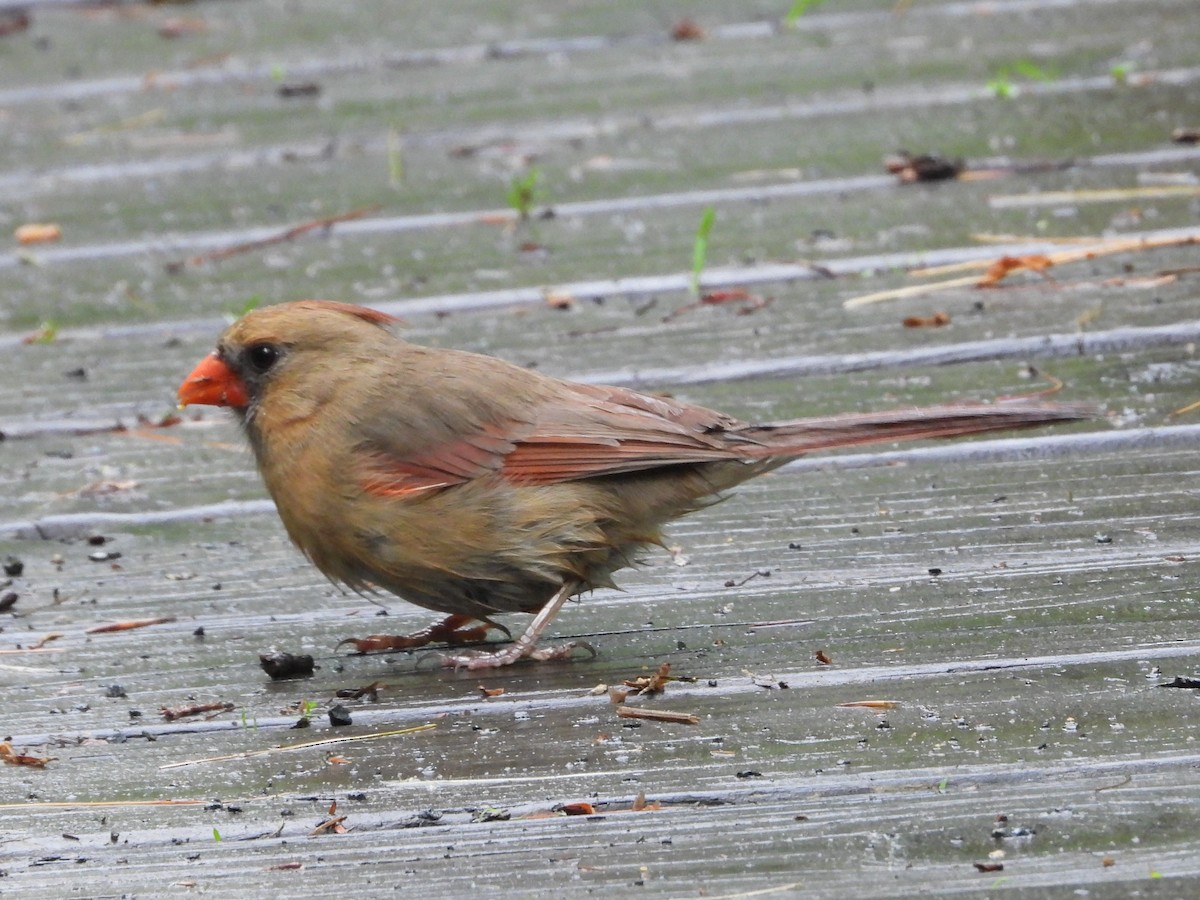 Northern Cardinal - Mike Cianciosi