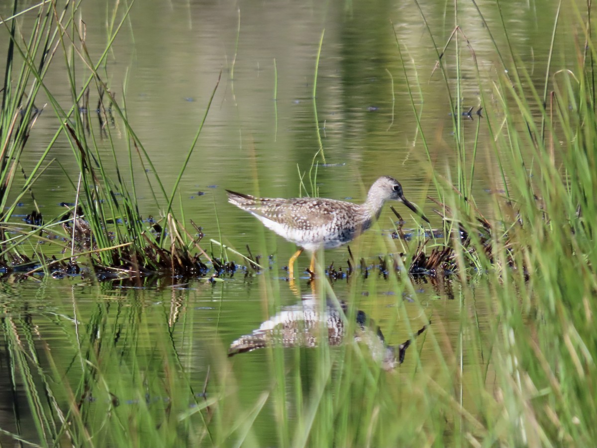 Greater Yellowlegs - George Gerdts