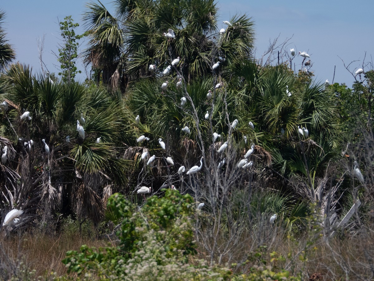 Snowy Egret - ML618776668