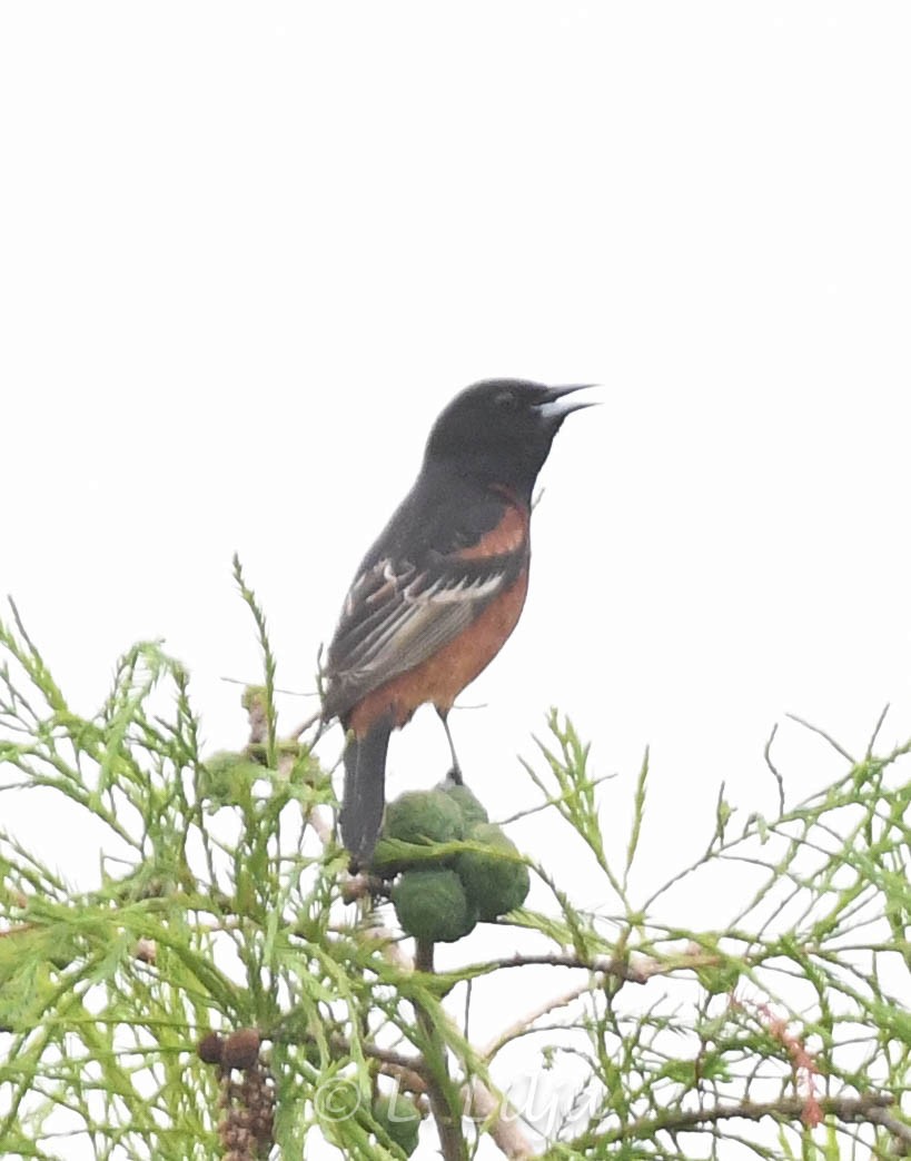 Orchard Oriole - Lorri Lilja