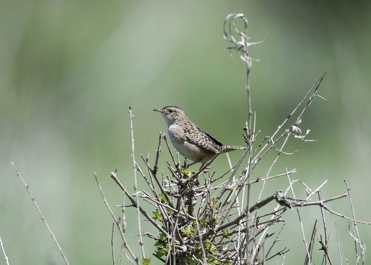 Sedge Wren - Carol Goodall