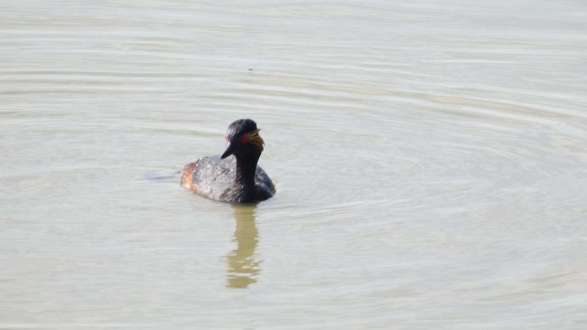 Eared Grebe - Juan Francisco Fernández Bravo