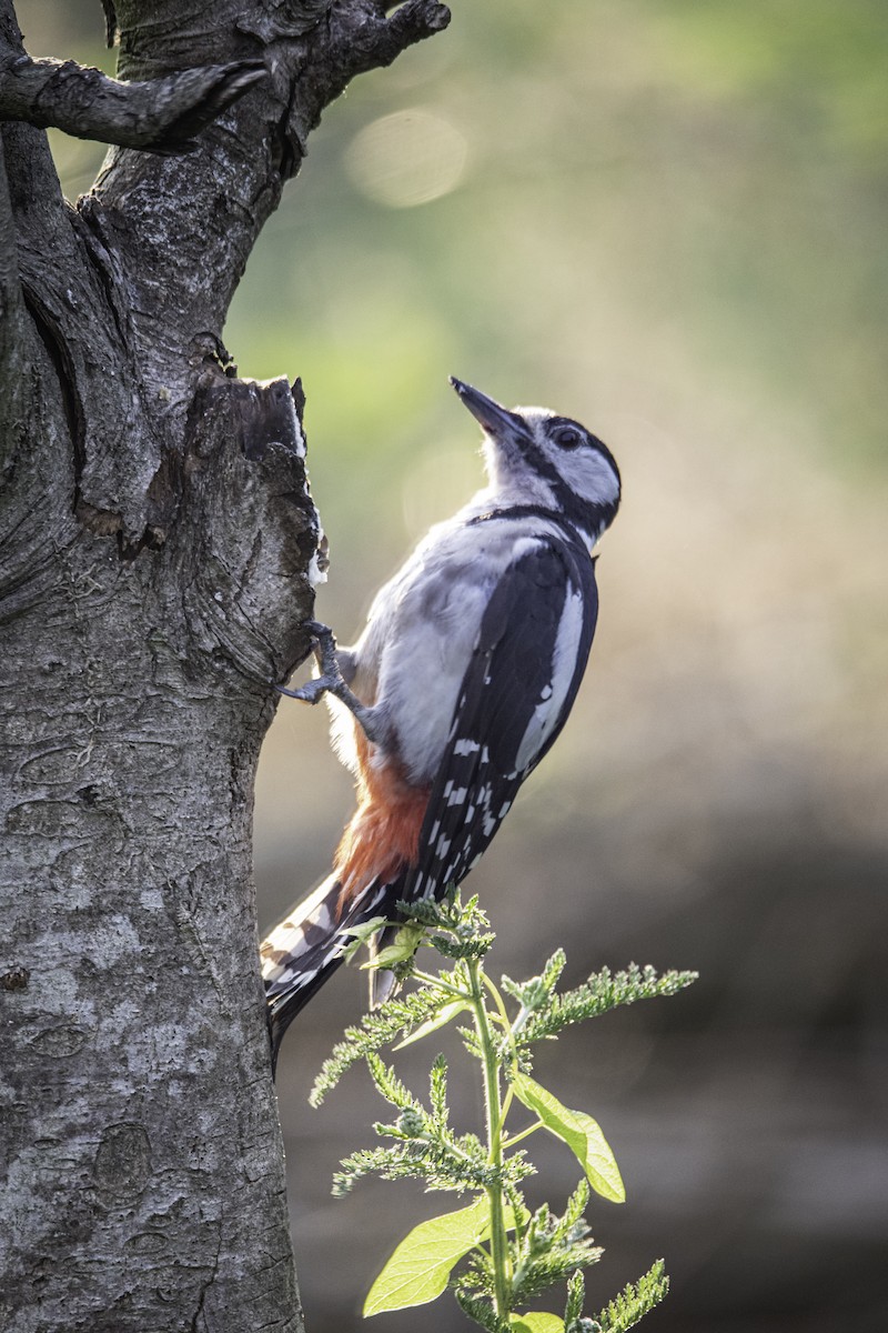 Great Spotted Woodpecker - Guido Van den Troost