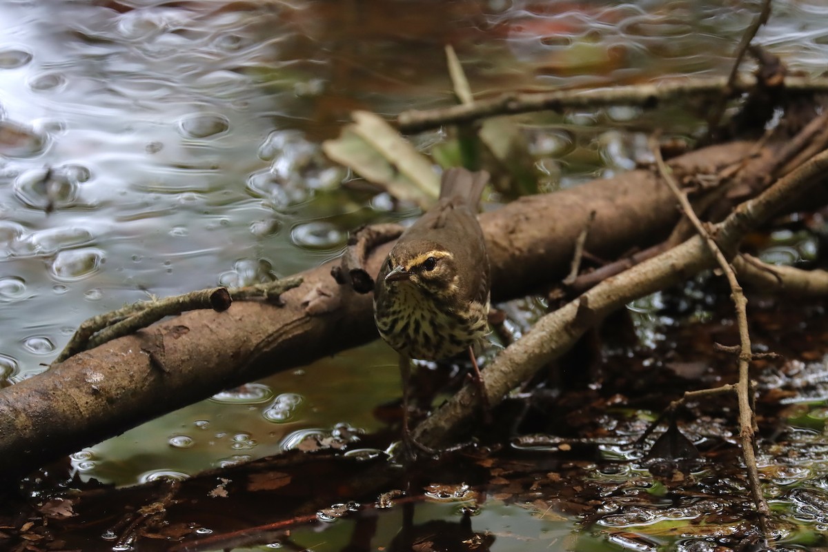 Northern Waterthrush - ML618776695