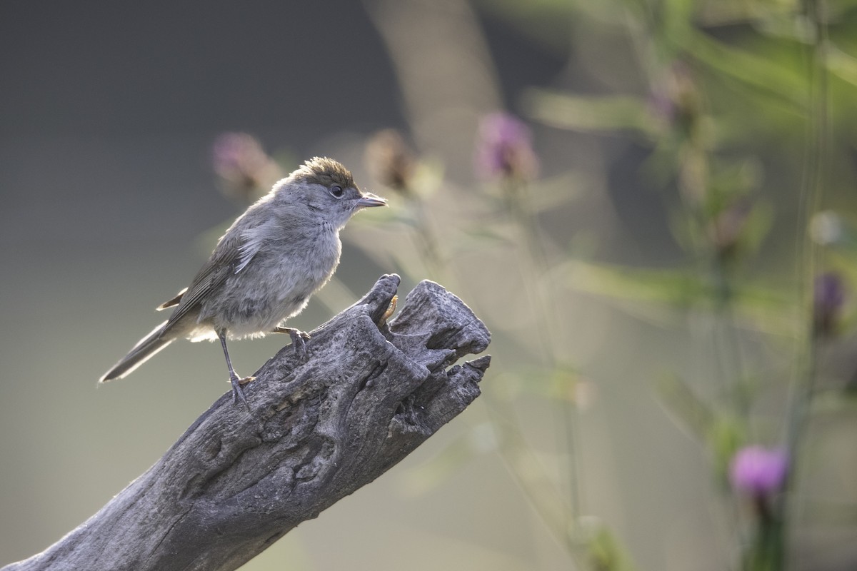 Eurasian Blackcap - Guido Van den Troost