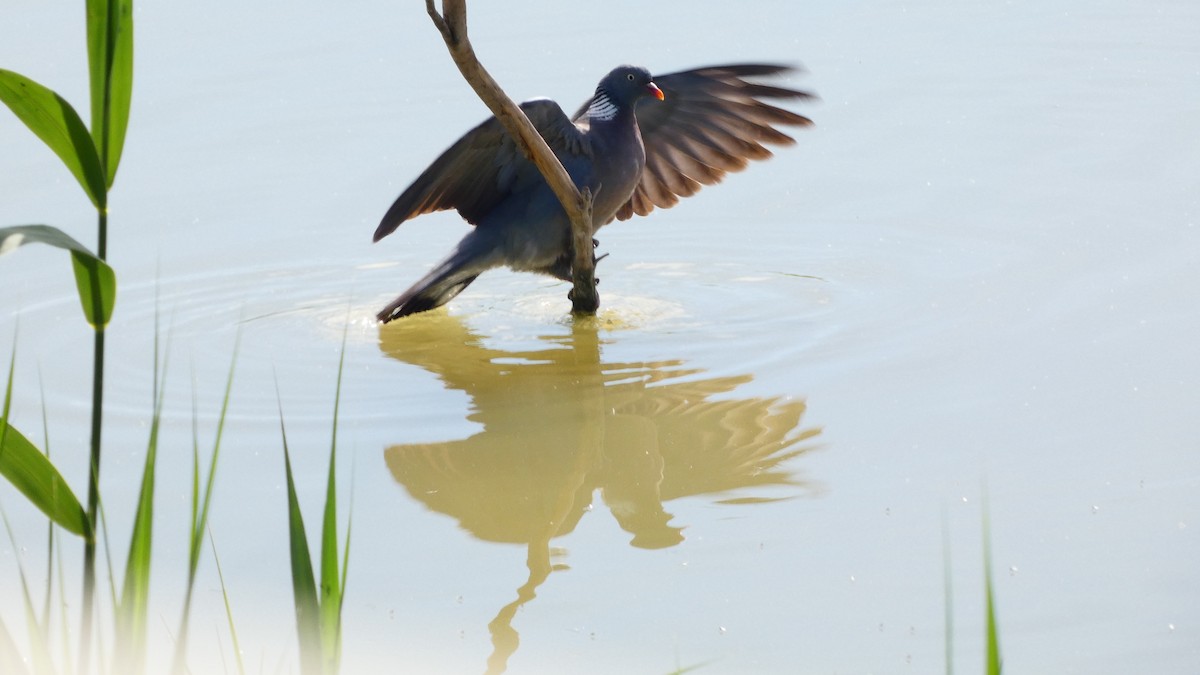 Common Wood-Pigeon - Juan Francisco Fernández Bravo