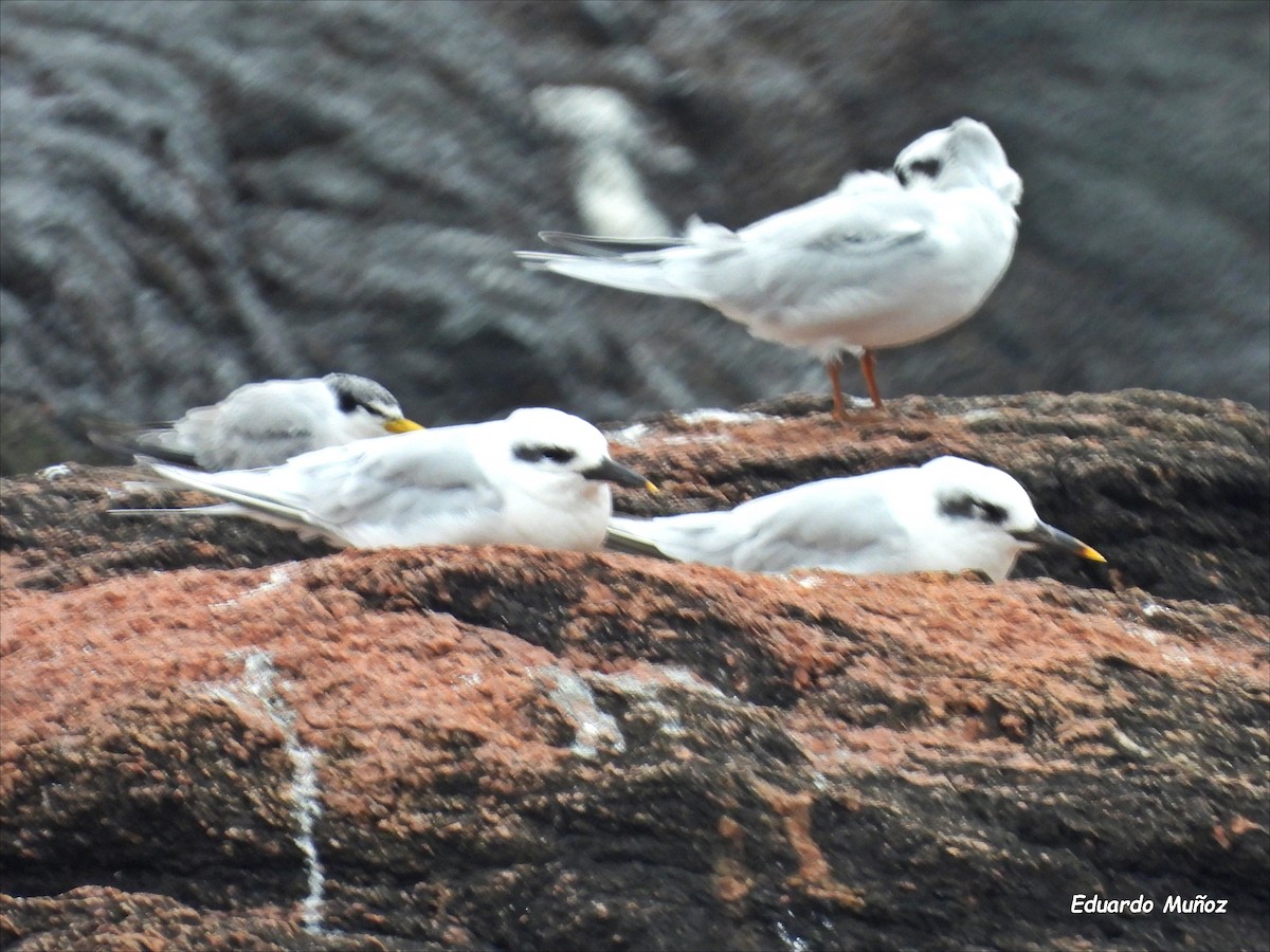 Snowy-crowned Tern - Hermann Eduardo Muñoz