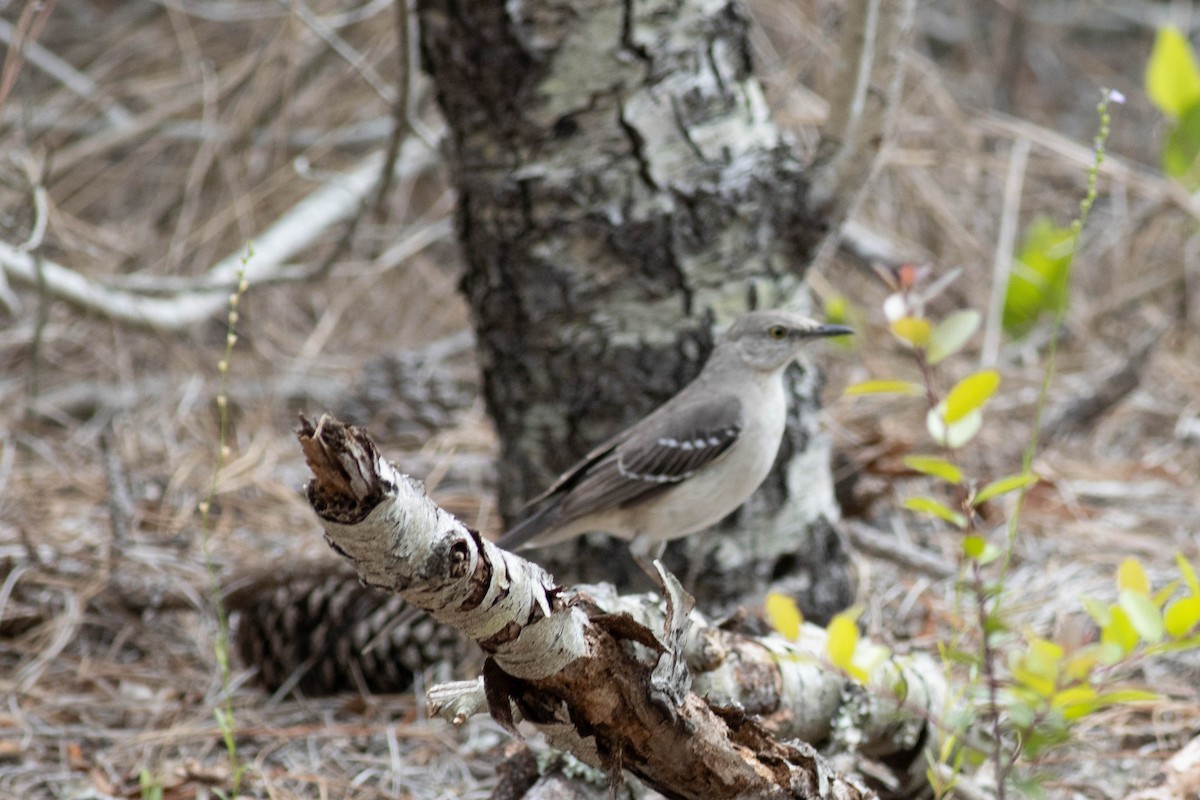 Northern Mockingbird - ML618776723