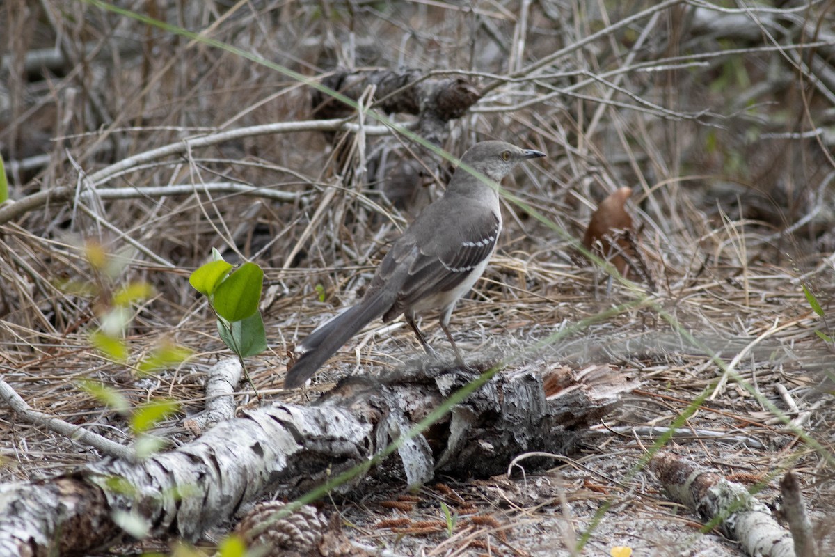 Northern Mockingbird - ML618776724