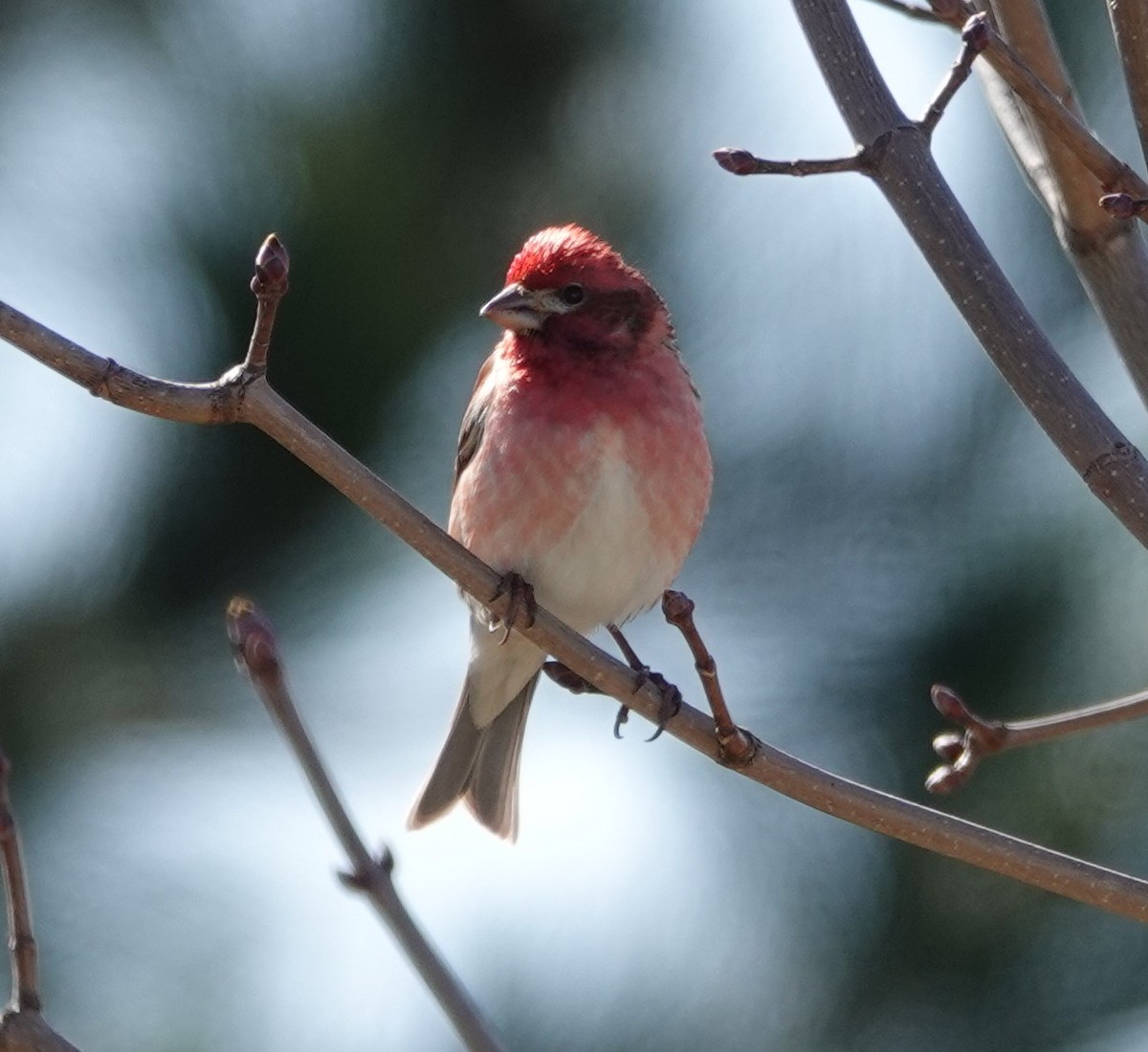 Purple Finch - Patricia Sowinski